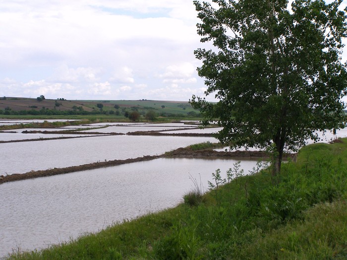 bei Uzumk�pri Reisfelder