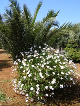 Garten Marg.Palme