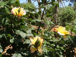Garten Rosen gro