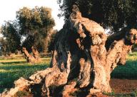 Gutsche Ferienhaus Apulien Olivenbaum